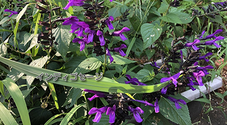 セージの花 Botanical Recipe Tokyo