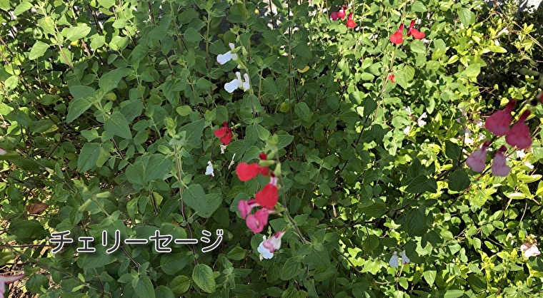 セージの花 Botanical Recipe Tokyo
